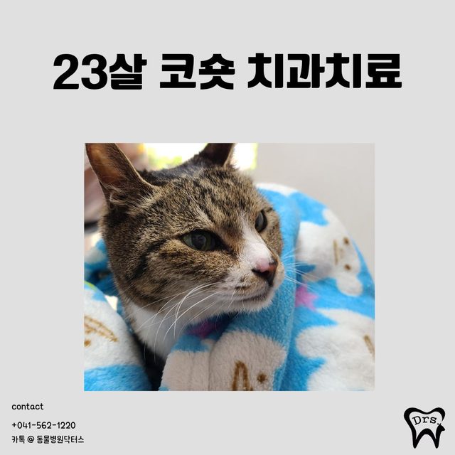 23살 코숏 치과 치료 사례 표지