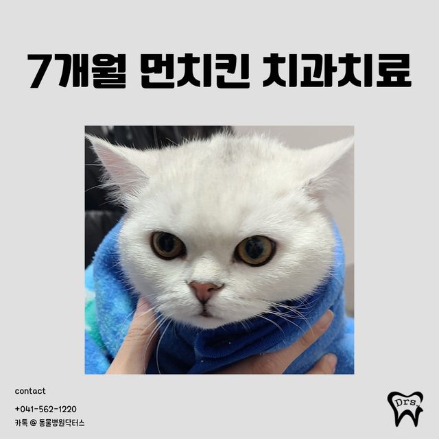 7개월 먼치킨 치과 치료 사례 표지